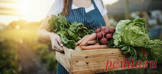 Рецепты шефов: 428 материалов о еде и не только на сайте «Еда»