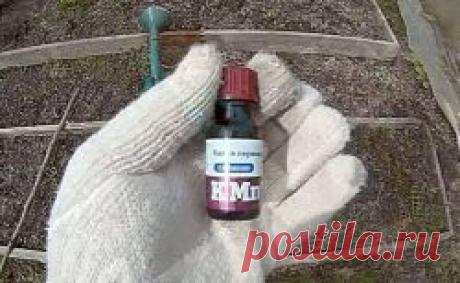 Как быстро без лопаты накопать червей? Лайфхак. Никогда бы в жизни не догадался, что червей из земли можно выманить таким простым и быстрым способом! Они просто сами вылезают на поверхность и становятся хорошо заметны благодаря шевелению. Остается