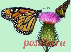 Растение расторопша – уникальный целитель. У природы нет бесполезных травок. Каждое растение имеет лекарственные свойства, но редко у которого нет противопоказаний или побочных эффектов. Исключение в этом случае имеет растение расторопша. Поэтому препараты на его основе полезны даже абсолютно здоровым людям.