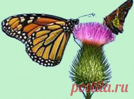 Растение расторопша – уникальный целитель. У природы нет бесполезных травок. Каждое растение имеет лекарственные свойства, но редко у которого нет противопоказаний или побочных эффектов. Исключение в этом случае имеет растение расторопша. Поэтому препараты на его основе полезны даже абсолютно здоровым людям.