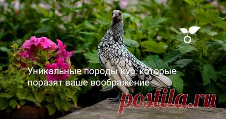 Домашняя курица — самая распространенная птица на нашей планете. В этой статье расскажу об уникальных и редких зарубежных и отечественных породах кур, на которые стоит обратить внимание.