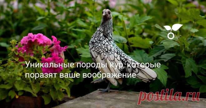Домашняя курица — самая распространенная птица на нашей планете. В этой статье расскажу об уникальных и редких зарубежных и отечественных породах кур, на которые стоит обратить внимание.