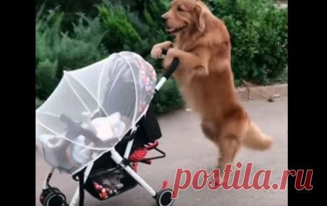 Тот самый случай, когда не нужно тратить деньги на няню, если у вас в доме живет большой и умный пес. Смотрите скорее наше трогательное видео!