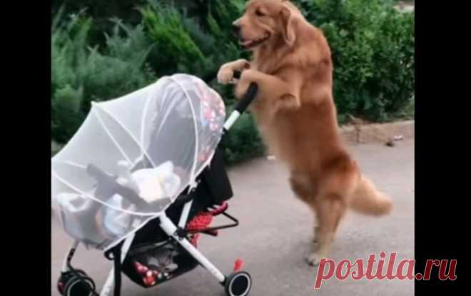 Тот самый случай, когда не нужно тратить деньги на няню, если у вас в доме живет большой и умный пес. Смотрите скорее наше трогательное видео!