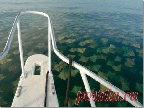 Удивительная миграция 10 тысяч скатов.