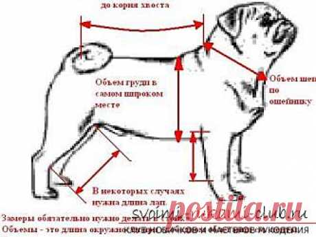 бесплатные выкройки комбинезона на собаку - Поиск в Google