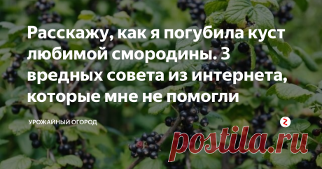 Расскажу, как я погубила куст любимой смородины. 3 вредных совета из интернета, которые мне не помогли Добрый день, огородники и садоводы!
Расскажу, как я своими неправильными действиями, погубила куст любимой смородины. Жалко, но а что делать? Теперь делюсь с вами своим опытом, чтобы вы не допускали таких же ошибок.
Подписывайтесь на Урожайный огород! Ставьте палец вверх и обязательно оставляйте свои комментарии под статьей - как вы выращиваете смородину?
