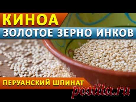КИНОА - ЗОЛОТОЕ ЗЕРНО ИНКОВ || ПЕРУАНСКИЙ ШПИНАТ