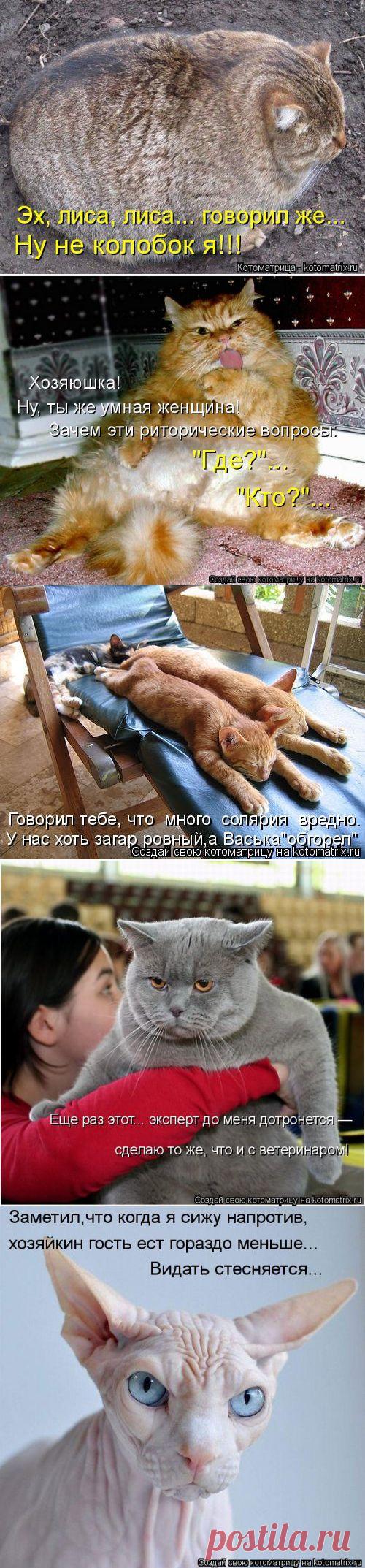 (+1) тема - Котоматрицы-новинки | Четвероногий юмор
Еженедельная порция лучших котоматриц от популярного сайта! Всем приятного просмотра, положительных эмоций и отличного настроения!