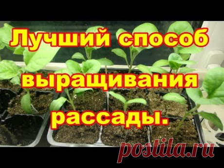 Самый лучший способ выращивания рассады