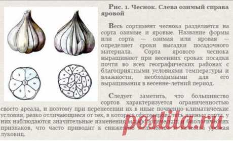 Как отличить озимый чеснок от ярового