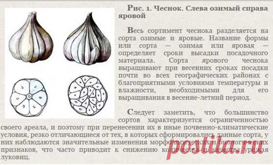 Как отличить озимый чеснок от ярового