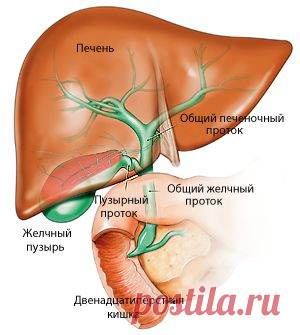 Заболевания печени и желчного пузыря