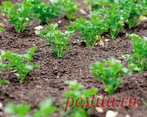 Садоводство : Выращивания петрушки в открытом грунте