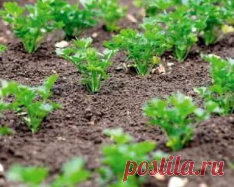 Садоводство : Выращивания петрушки в открытом грунте