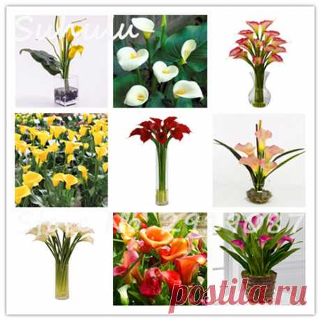 Красивая Калла Лилия 100 Семена/мешок смешанные цвета Семена цветов в горшках балкон поглощения излучения не Калла Лилия луковицы купить в магазине Shop2919087 Store на AliExpress