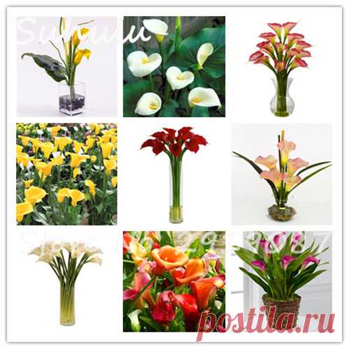 Красивая Калла Лилия 100 Семена/мешок смешанные цвета Семена цветов в горшках балкон поглощения излучения не Калла Лилия луковицы купить в магазине Shop2919087 Store на AliExpress