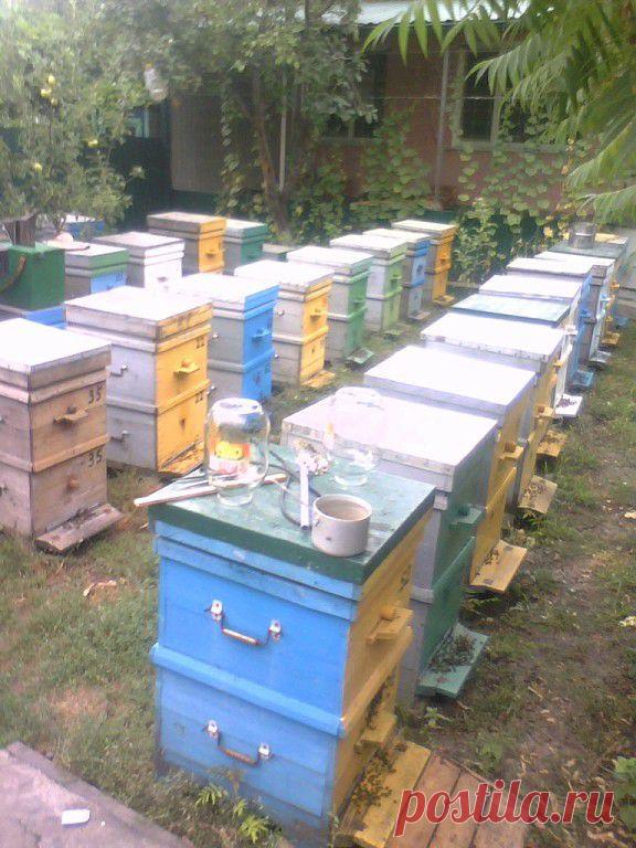 ПчелоАкадемия
Анатолий Колос