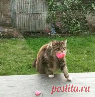 Тайный поклонник