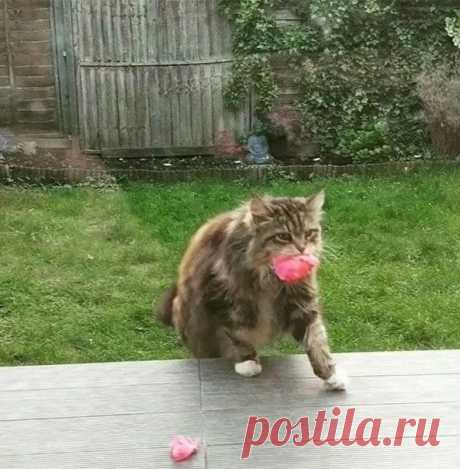Тайный поклонник