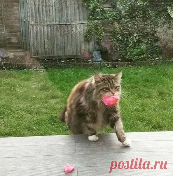 Тайный поклонник