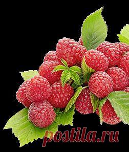 Уход за малиной весной и осенью | Образцовая Усадьба