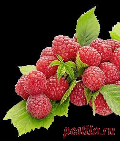 Уход за малиной весной и осенью | Образцовая Усадьба