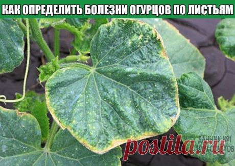 Как определить болезни огурцов по листьям
Для огурцов, выращиваемых как в теплице, так и на открытом воздухе существует опасность заболевания. Чтобы вовремя дать «лекарство» от болезни, необходимо понять, что именно случилось с растением, а определить это можно по листьям огурцов. Но болезни растений можно и предотвратить. Статья расскажет, на что надо обратить внимание при уходе за огурцами и каких ошибок можно избежать, чтобы болезни обошли эту культуру стороной.
Главное...