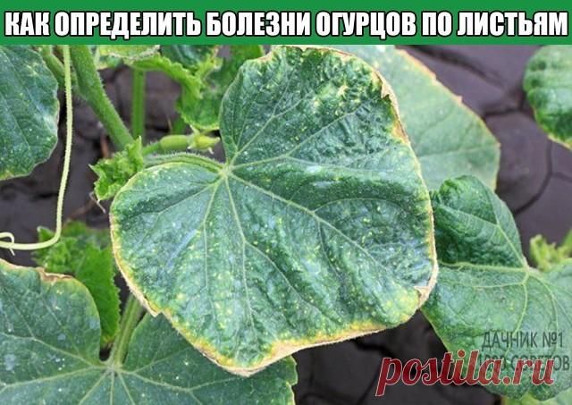 Как определить болезни огурцов по листьям
Для огурцов, выращиваемых как в теплице, так и на открытом воздухе существует опасность заболевания. Чтобы вовремя дать «лекарство» от болезни, необходимо понять, что именно случилось с растением, а определить это можно по листьям огурцов. Но болезни растений можно и предотвратить. Статья расскажет, на что надо обратить внимание при уходе за огурцами и каких ошибок можно избежать, чтобы болезни обошли эту культуру стороной.
Главное...