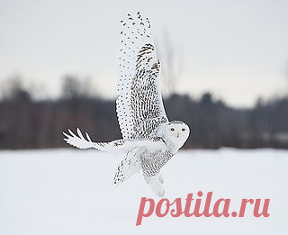 Snowy Owl taking off | Flickr - Photo Sharing!