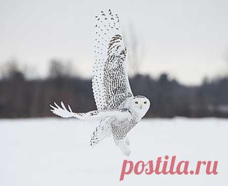 Snowy Owl taking off | Flickr - Photo Sharing!