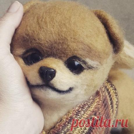 Померанский шпиц / Медицина для всех