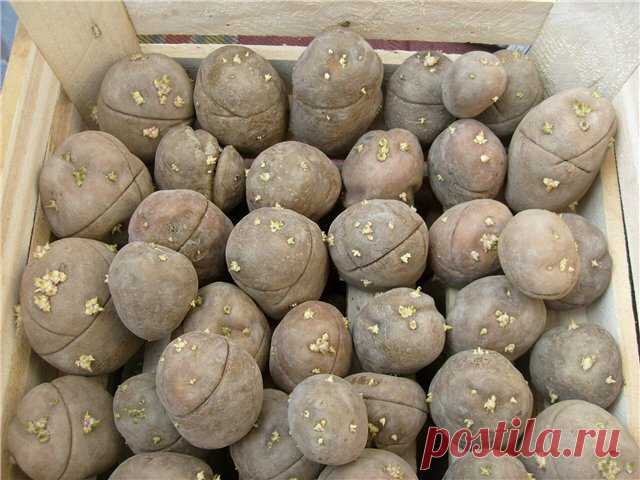 Поперечный надрез на семенном картофеле увеличит урожайность куста на 30-50 процентов | Дачные записки | Яндекс Дзен