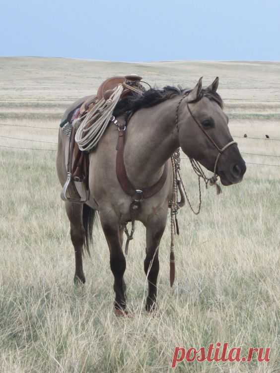 gorgeous grulla cow pony. This is my favorite color even…  |   Pinterest • Всемирный каталог идей