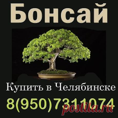 Бонсай Купить в Челябинске | OK.RU
