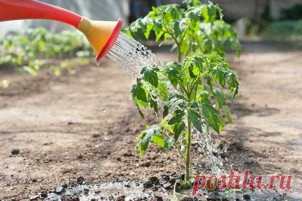7 маленьких секретов выращивания вкусных помидоров