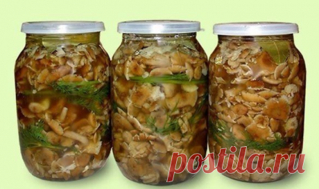Для праздничного стола в виде закуски самое оно: Соленые грибы "Из леса в деревню" Рецепт одного лесника!