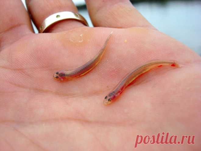 Как избавиться от паразитов?