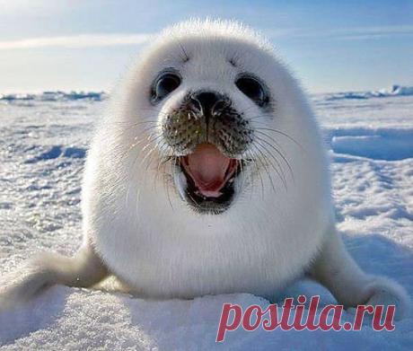 Василий Тимошин vasiliy-timoshin (Vasilek), Москва, Россия на Мой Мир@Mail.RU