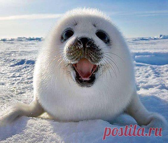 Василий Тимошин vasiliy-timoshin (Vasilek), Москва, Россия на Мой Мир@Mail.RU