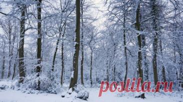 Эксперт по выживанию Колесников пояснил, как подготовиться к походу в зимний лес. Организуя поход в зимний лес, главное помнить — не рекомендуется отправляться туда в одиночку, рассказал в беседе с RT руководитель Академии выживания Дмитрий Колесников. Читать далее