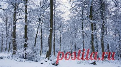 Эксперт по выживанию Колесников пояснил, как подготовиться к походу в зимний лес. Организуя поход в зимний лес, главное помнить — не рекомендуется отправляться туда в одиночку, рассказал в беседе с RT руководитель Академии выживания Дмитрий Колесников. Читать далее