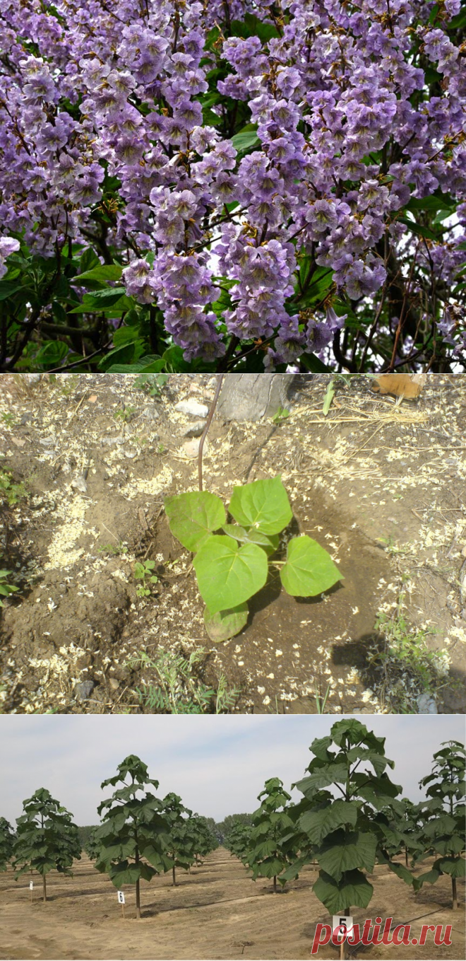 Павловния Войлочная: описание плодов и цветов. Где растет.