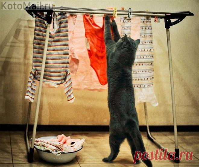 Я хозяйке своей всегда помогаю, но не всегда удачно...