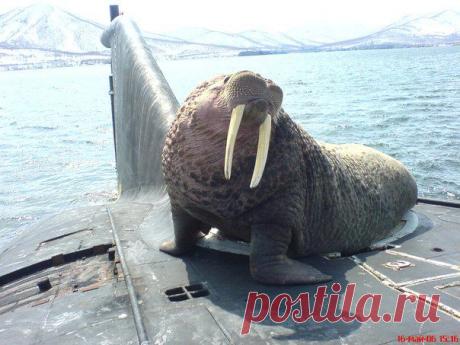 Морж на подводной лодке.