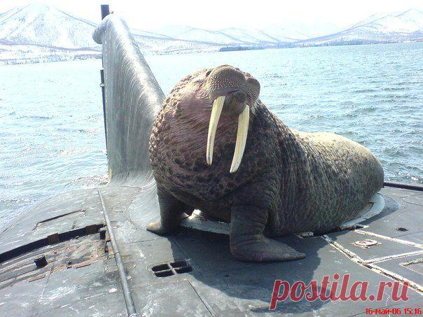 Морж на подводной лодке.