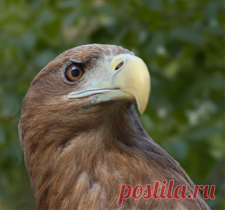 Фото Белохвостый орлан.