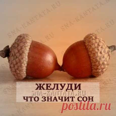 Желуди приснились. Значение сна