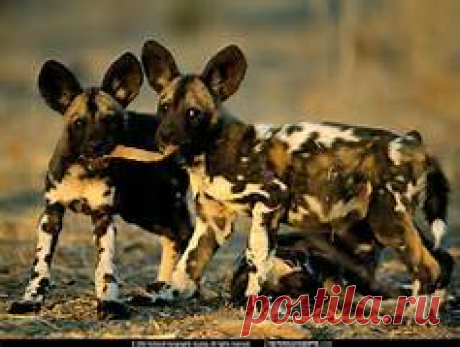 kingdom, animal kingdom – Feedfloyd