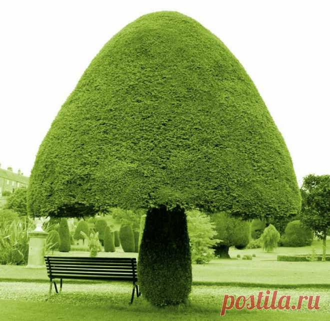 10 деревьев, которые словно с другой планеты